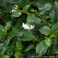 Hedyotis trimenii var. orbicularifolia Ridsdale